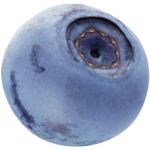 Blueberry-1
