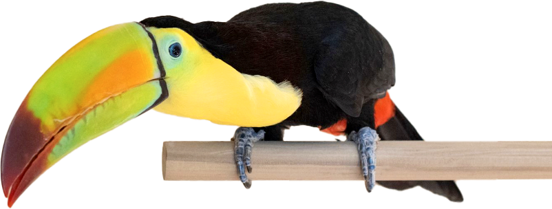 Lucy is on the perch.