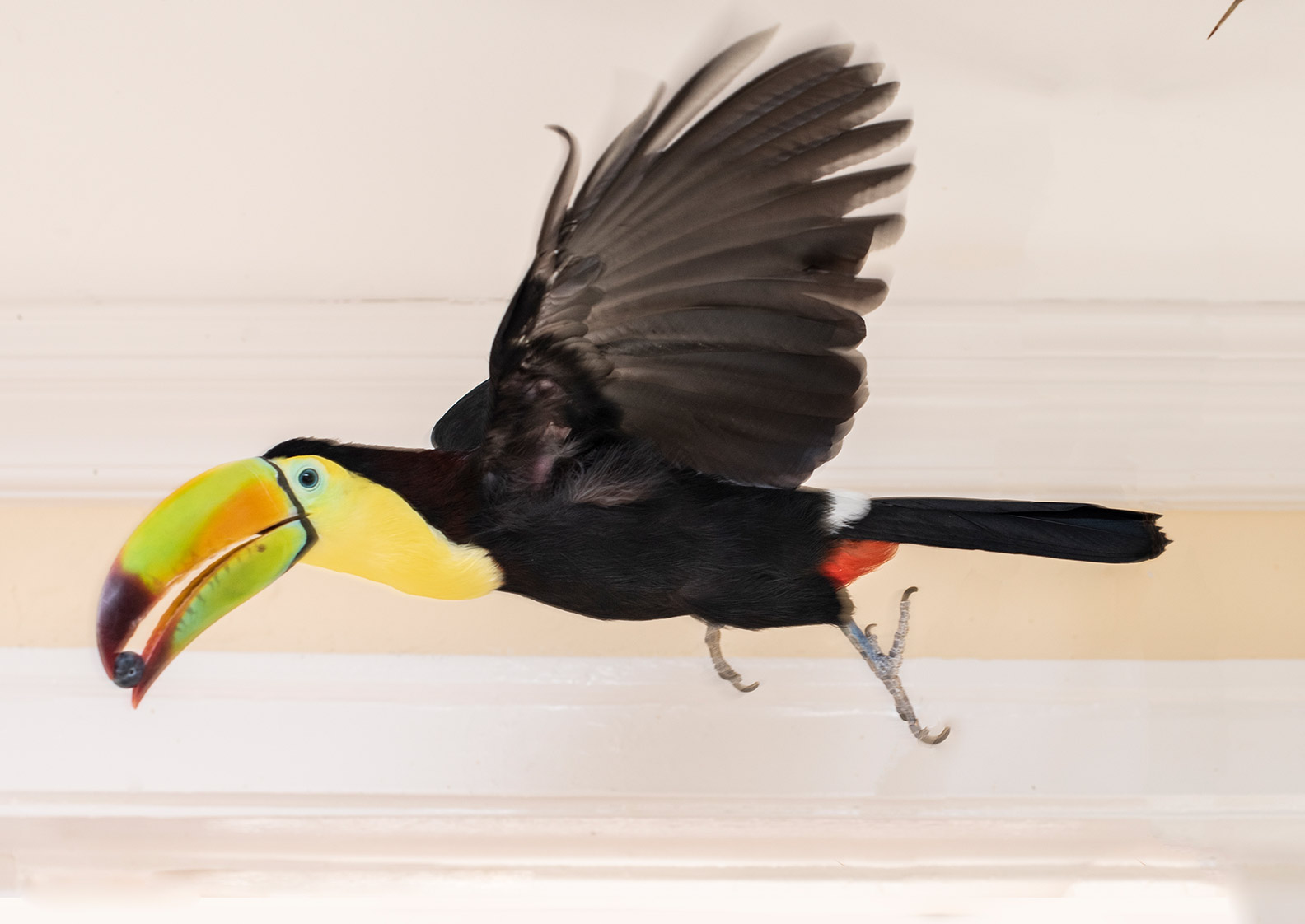 Lucy, bright toucan flying