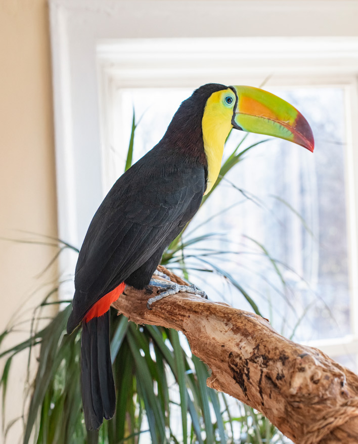 Lucy, a bright bird, on the three