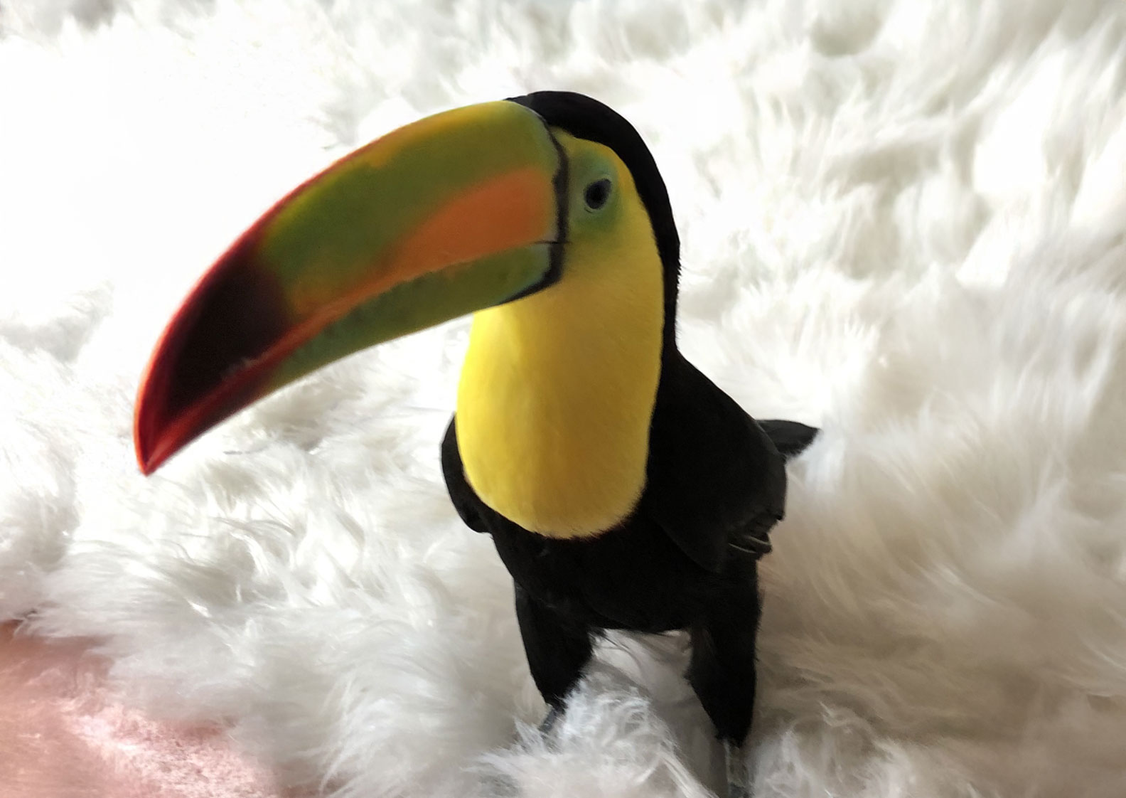 Lucy, captured in playful moments, and everyday life.