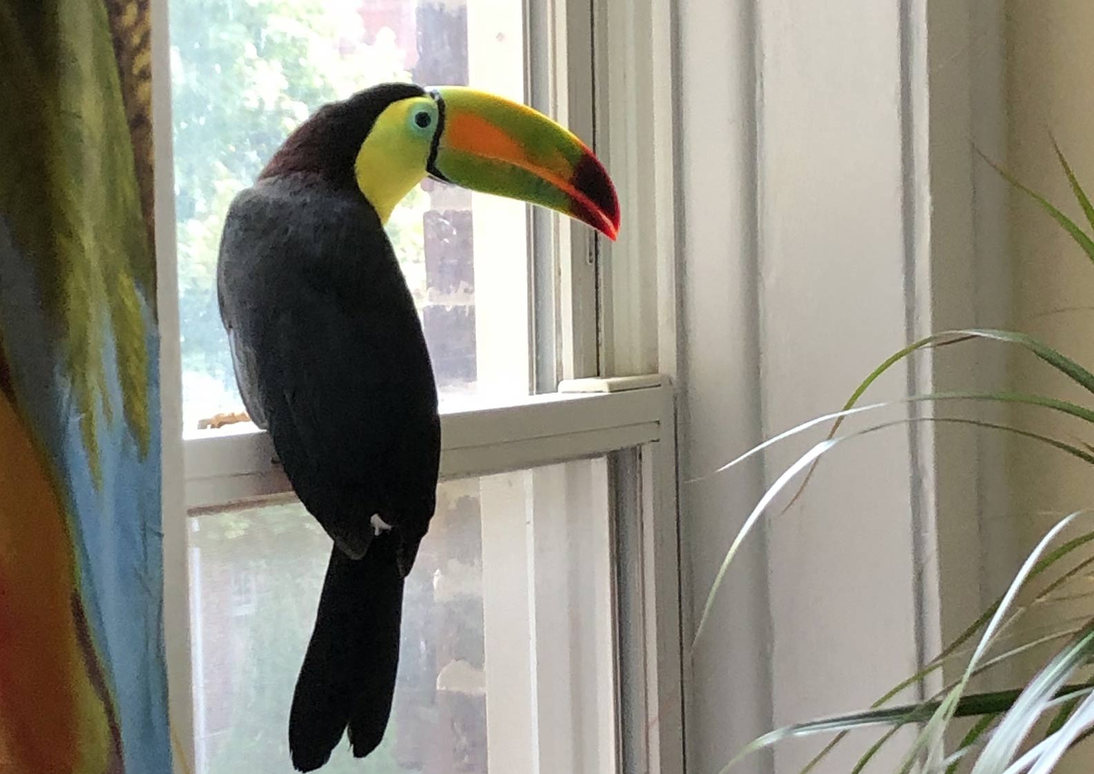 Lucy on window, exploring moment.
